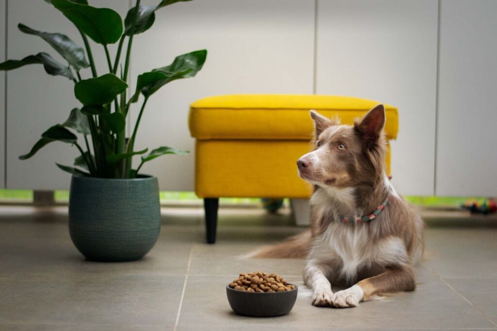 How Much Does A Cup Of Dog Food Weigh? What You'll Need To Know