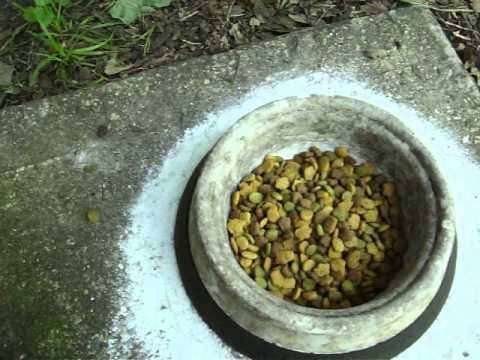 how to keep ants out of the dog food