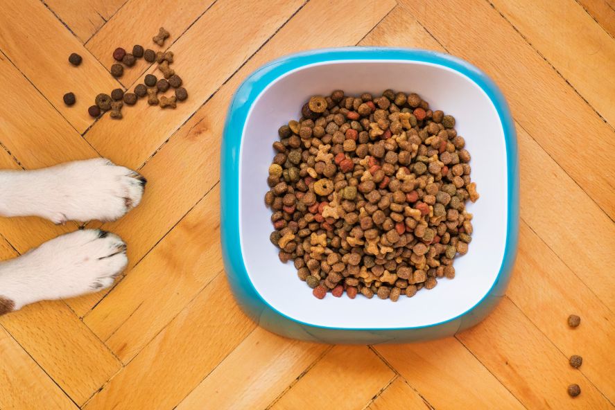 how to keep ants out of the dog food